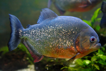 Red piranha, (Pygocentrus nattereri)