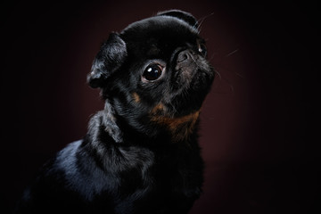Portrait of the dog Petit brabanson on a dark background