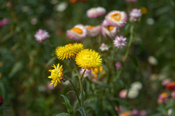 Straw flower or Everlasting in a garden; is a flowering plant in the family Asteraceae native to Australia.