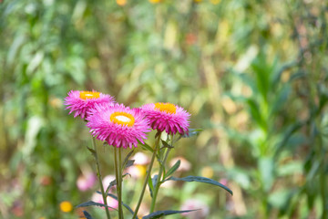 Fototapeta premium Straw flower or Everlasting in a garden; is a flowering plant in the family Asteraceae native to Australia.