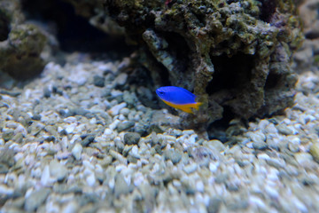 Azure demoiselle, (Chrysiptera hemicyanea)