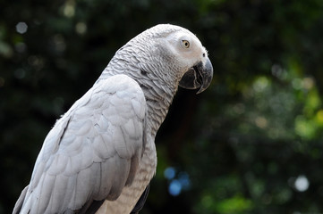 parrot rainbow, parrot, Birds, bird scream, parrot rainbow,