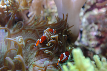 Fototapeta na wymiar Clown anemonefish, (Amphiprion ocellaris)