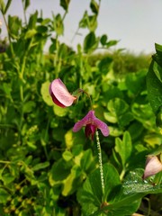 flower in the garden