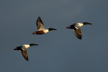 Northern Shovelers, flying in beautiful light in North California