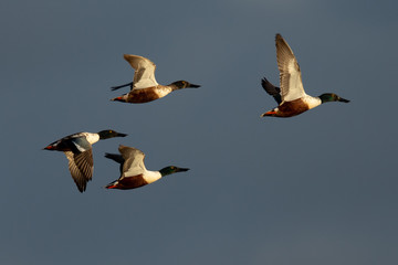 Northern Shovelers, flying in beautiful light in North California