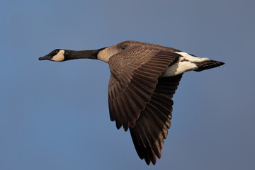 Canada goose flying seen in the wild near the San Francisco Bay