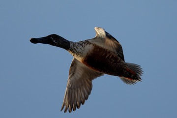 Northern Shoveler flying in beautiful light in North California