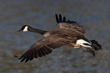 Canada goose flying seen in the wild near the San Francisco Bay