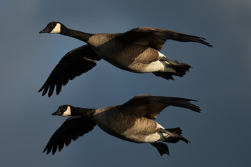 A couple of Canada geese flying together, seen in the wild near the San Francisco Bay