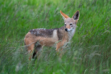 A black-backed jackal - Canis mesomelas - standis in the long green summer grass of the savannah in the Kruger National Park, South Africa