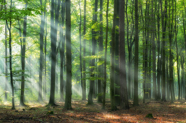 Fototapeta premium Piękny poranek w lesie