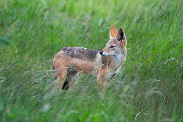 A black-backed jackal - Canis mesomelas - standis in the long green summer grass of the savannah in the Kruger National Park, South Africa
