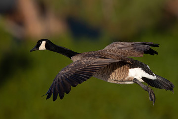 Canada goose flying seen in the wild near the San Francisco Bay