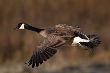 Canada goose flying seen in the wild near the San Francisco Bay