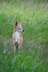 A black-backed jackal - Canis mesomelas - standis in the long green summer grass of the savannah in the Kruger National Park, South Africa