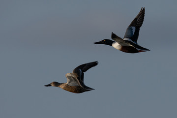 Male and female Northern Shovelers flying in beautiful light in North California