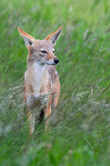 Obraz premium A black-backed jackal - Canis mesomelas - standis in the long green summer grass of the savannah in the Kruger National Park, South Africa