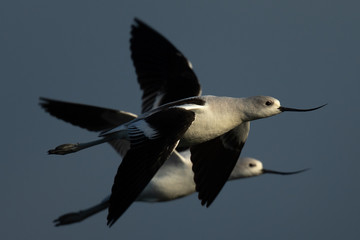 Extreme close-up of an American avocets flying together