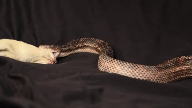 rat snake with cloudy eyes during snake shedding attack a dead white rat that moves by owner's hand, feeding domesticated pet serpent