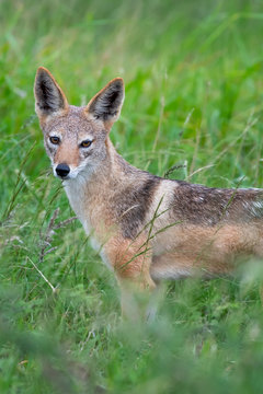 A black-backed jackal - Canis mesomelas - standis in the long green summer grass of the savannah in the Kruger National Park, South Africa