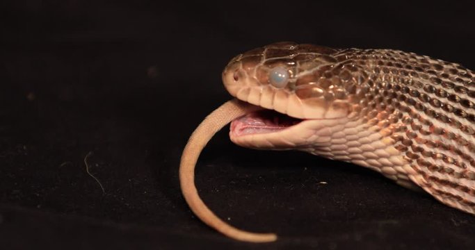 indoor and close up shot of rat snake pet with cloudy eyes feeding, with a rat tail between its jaws, the snake almost swallows the whole prey