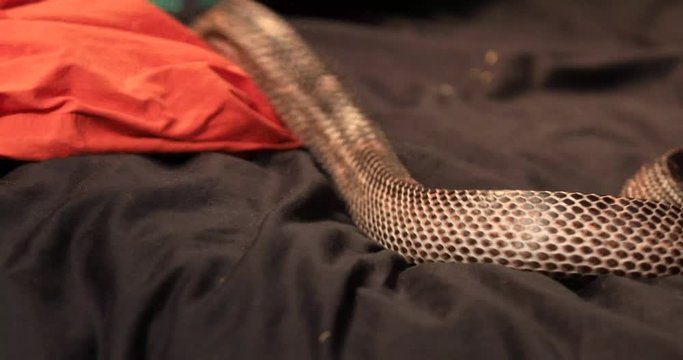 close up on rat snake pet with cloudy eyes attack, the snake attacking a red piece of cloth moving by the owner in studio shot