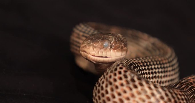Fixed, close up and selective focus shot of rat snake head with cloudy eyes during snake shedding, Flick Its tongue out, with indoor black background