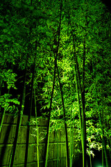 Fototapeta na wymiar Illuminated bamboos in a Japanese garden 