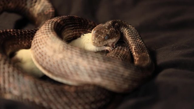 close up studio shot of a rat snake with cloudy eyes during snake shedding, it grabs the white rat with its teeth and Biting it
