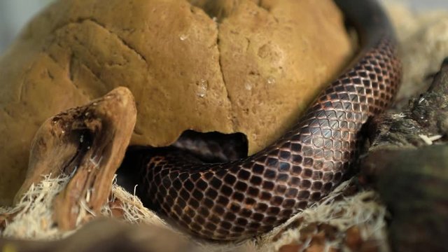 close up and selective focus shot of a rat snake crawls into a hole in a stone structure, pet serpent burrow in its glass cage