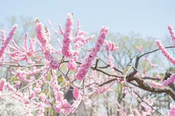 [春]＿満開の梅