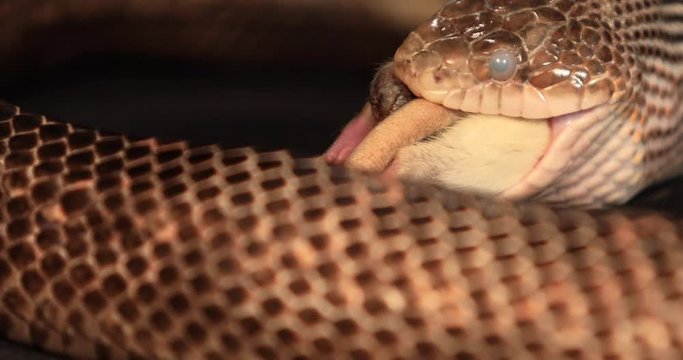 selective focus shot of rat snake head during the swallowing process of a big white rat prey, the snake has cloudy eyes during skin shedding