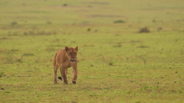 A beautiful lioness walking on the green grass plains of Africa - slow motion
