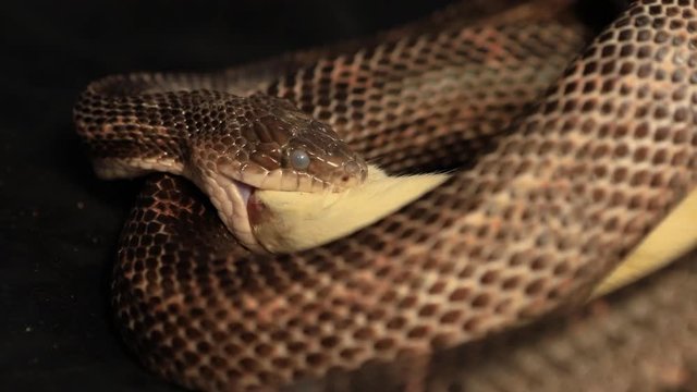 close up on rat snake head with cloudy eyes in swallowing process of dead prey, snake pet feeding on a white rat in studio shot