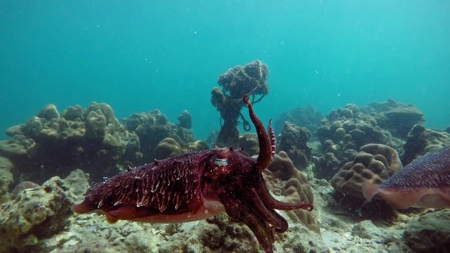 Cuttlefishes Images – Parcourir 205 le catalogue de photos, vecteurs et ...