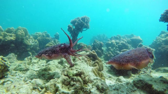 Two Cuttlefishes Floating Under The Deep Blue Sea In Thailand With Beautiful Coral Reefs In The Background - Medium Shot
