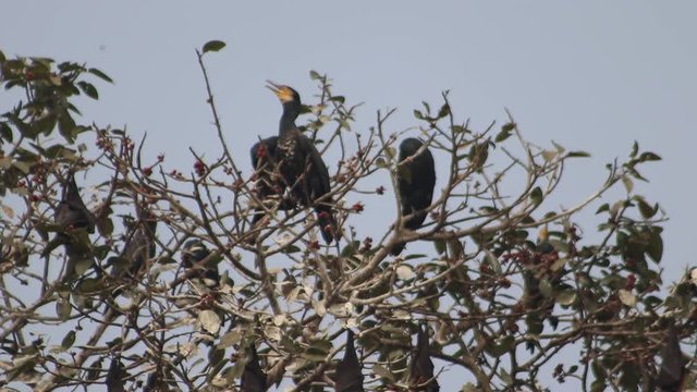pankhuri birds with the bats.