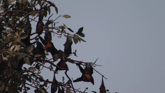 The Bats Hanging on The Tree.