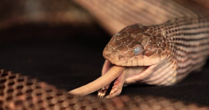 close up shot of rat snake with cloudy eyes feeding on a rat, Only left the back legs and tail to complete the swallowing process of a big white mouse