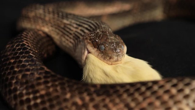 front close up view of a rat snake head with cloudy eyes in swallowing process of dead prey, snake pet feeds on a white rat in studio shot