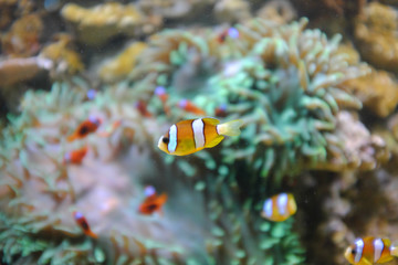 Fototapeta na wymiar Yellowtail clownfish, (Amphiprion clarkii)
