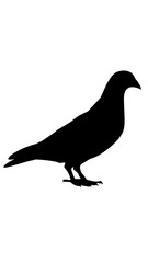 silhouette of pigeon