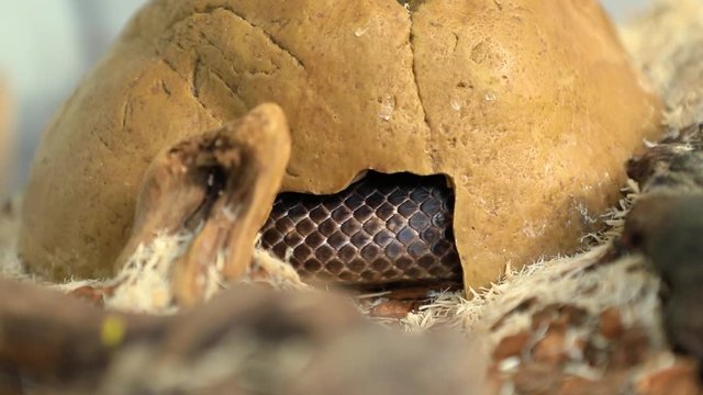 close up and selective focus shot of a rat snake hiding under a stone and flick Its tongue out from a hole, pet serpent burrow in its glass cage
