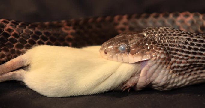 side close up and selective focus shot of rat snake pet with cloudy eyes during snake shedding feeding on a mouse, The snake swallows white rat