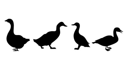 silhouettes of birds on white background