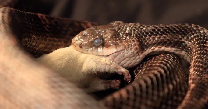 close up on rat snake with cloudy eyes during snake shedding feeding on a mouse, the snake with wide open jaws trying to swallow a rat