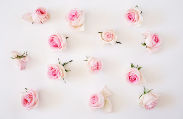 pink roses on a white background. View from above