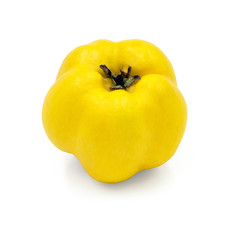Isolated yellow quince fruits. Fresh quince isolated on white background. Closeup, large depth of field
