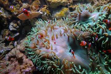 Fototapeta na wymiar Yellowtail clownfish, (Amphiprion clarkii) and Cinnamon clown, (Amphiprion melanopus)